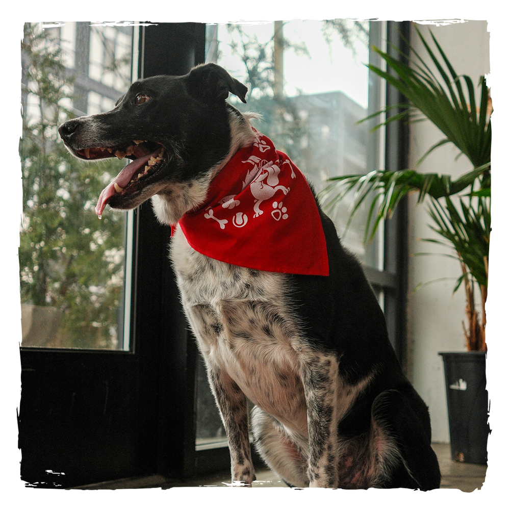
                  
                    Dog Bandana
                  
                