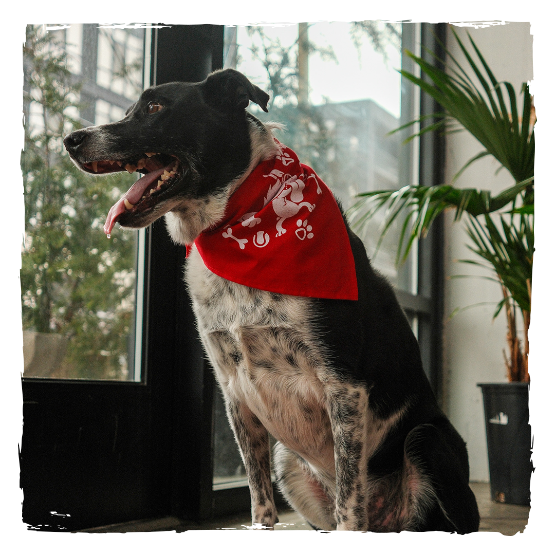 
                  
                    Dog Bandana
                  
                